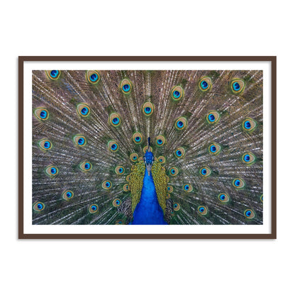 Peacock Feather Vastu Painting for Wall Decor