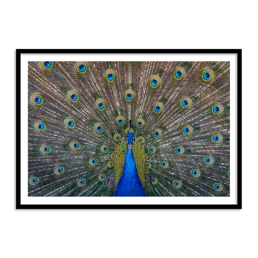 Peacock Feather Vastu Painting for Wall Decor